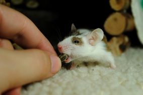 man feeds the mouse with his hands