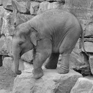 baby Elephant on stone in zoo