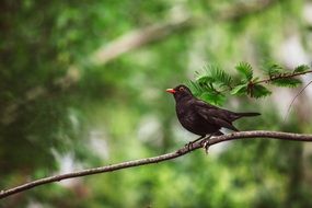 Blackbird on dry branch close-up on blurred background