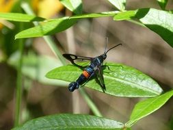 winged insect on the leaf