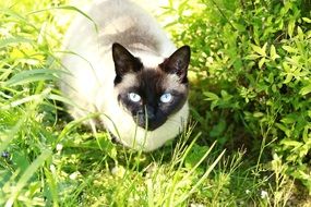 cat with blue eyes on green grass