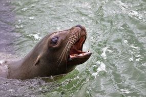 Sea Lion