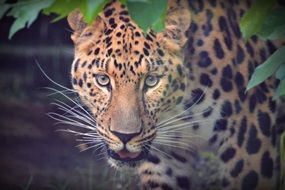 photo of charming leopard