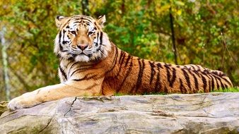 majestic tiger on a gray stone