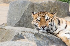 tiger portrait