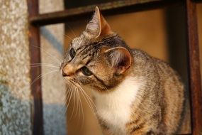 curious young cat