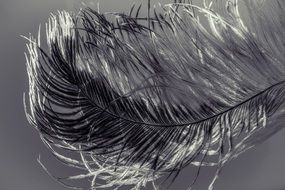 black and white photo of ostrich feather