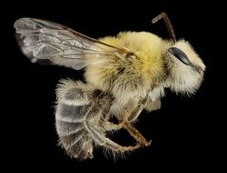 perfect beautiful Bee Macro