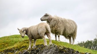 farm sheep in Scotland