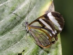 Colorful glass winged butterfly on a stone