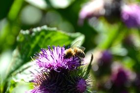 busy bee pollinating thistle