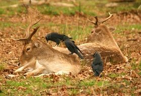 birds sitting on a deer close-up on blurred background