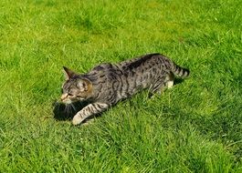 home young cat on green grass