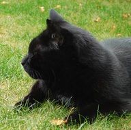 black cat sleeps on a green lawn