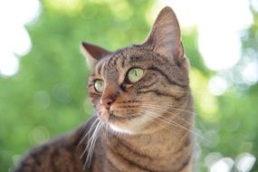 bright-eyed domestic cat