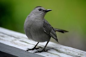 gorgeous Catbird Grey Bird