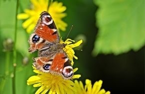 closeup of the peacock butterfly