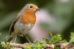 foraging robin