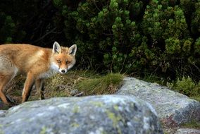 fox on stone in Slovakia