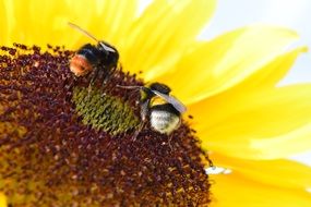 Bumblebees on Sun Flower