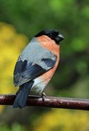 Colorful bullfinch bird on the branch at colorful background with the plant