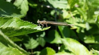 dragonfly on green nettle