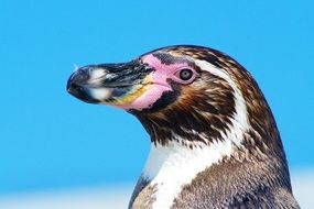 Penguin portrait