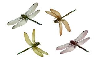 four Colorful dragonflies