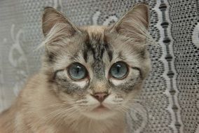 domestic Cat with blue Eyes portrait