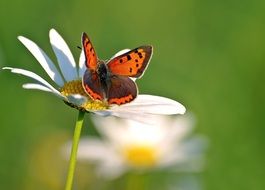 small copper in wildlife