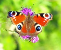 peacock butterfly on a pink flower