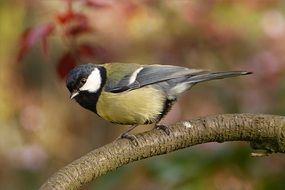 Parus major on the tree in the garden