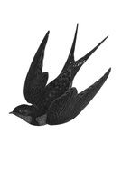 black swallow on a white background
