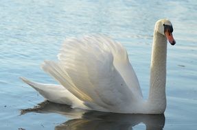 Swan is swimming in a pond
