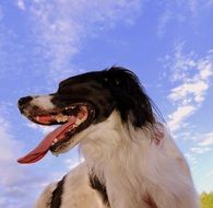 Cute dog with open mouth