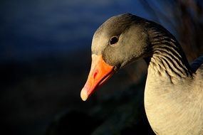 greylag goose in the wildlife