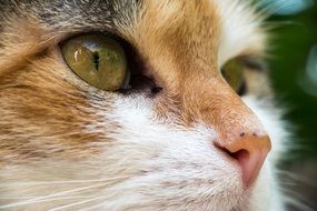 Portrait of the beautiful colorful cat