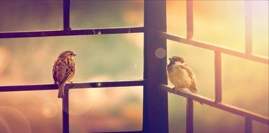 male and female sparrows perched fence