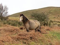 Horse is grazing on a hillside