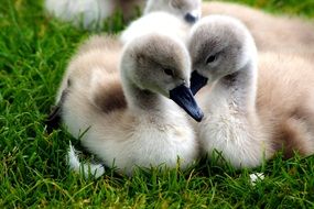 Swans Chicks