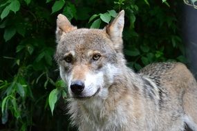 young wolf near green bushes