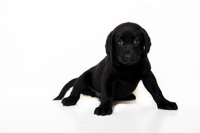 Black Puppy Dog looking straight