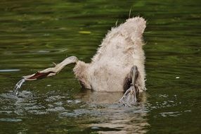 Swan ducked his head under the water