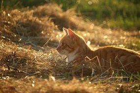 playful red young cat on a field