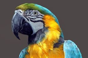 pretty parrot ara portrait