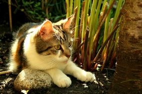 wonderful and beautiful Young Cat