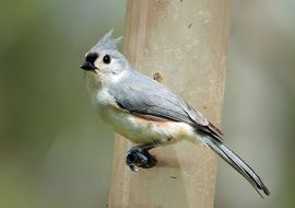 Tropical Tufted Titmouse bird