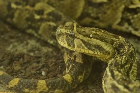 green Python