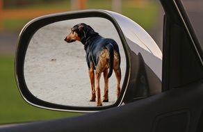 dog in the side mirror