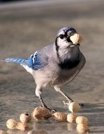beautiful bird is eating peanuts